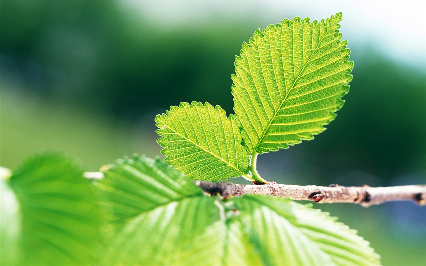 Cool green leaf wallpaper #32 - 1440x900