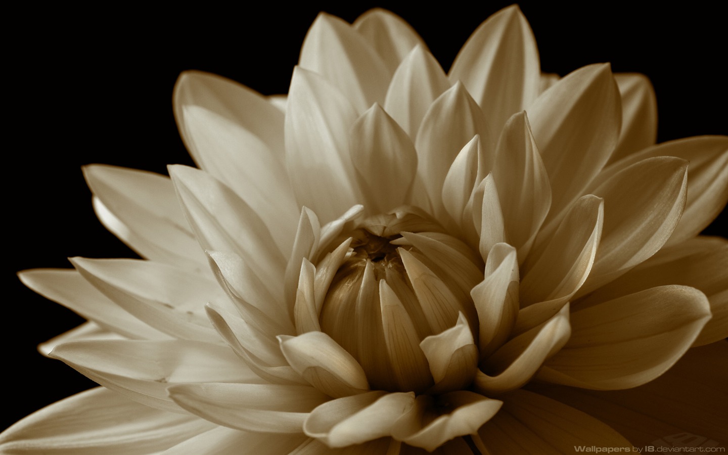 꽃 식물 배경 화면 #9 - 1440x900