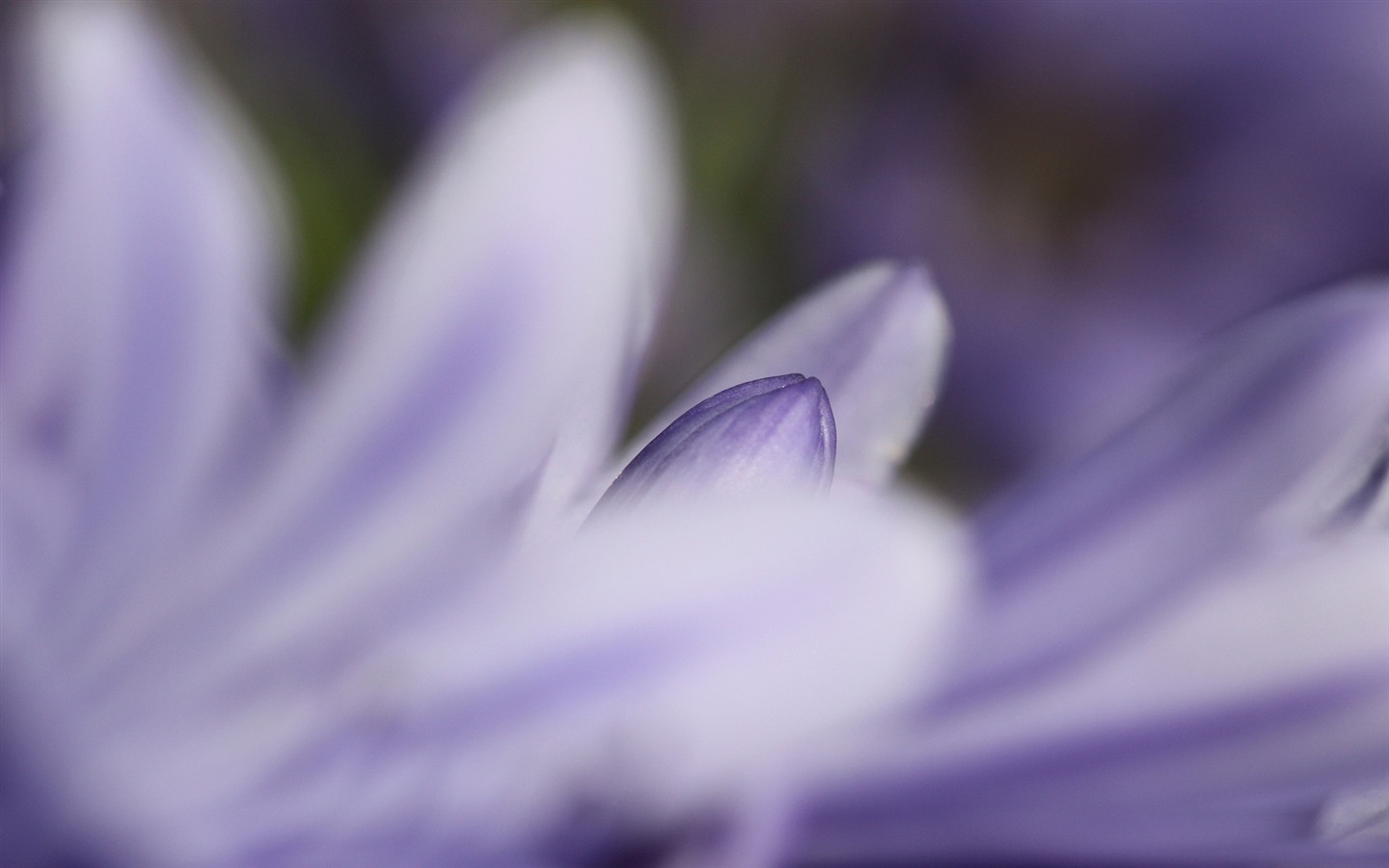 꽃 식물 배경 화면 #17 - 1440x900