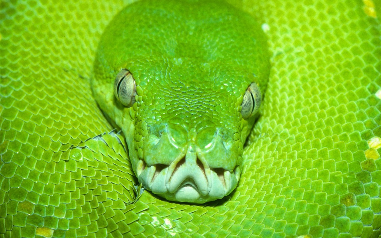 Snake Wallpapers Album #2 - 1440x900