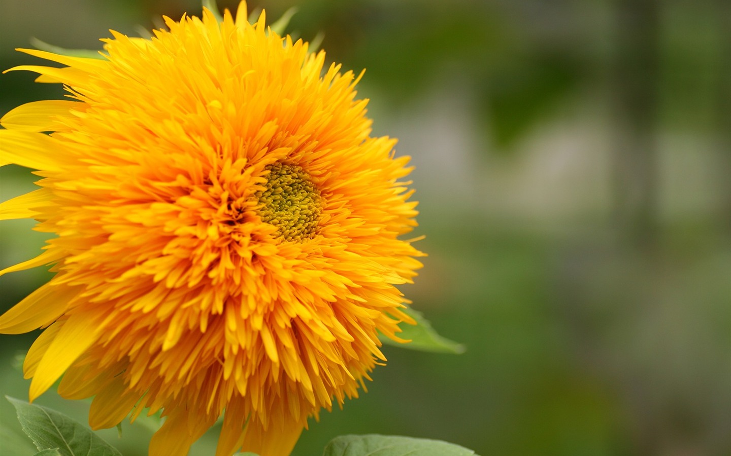 Flowers close-up (3) #12 - 1440x900