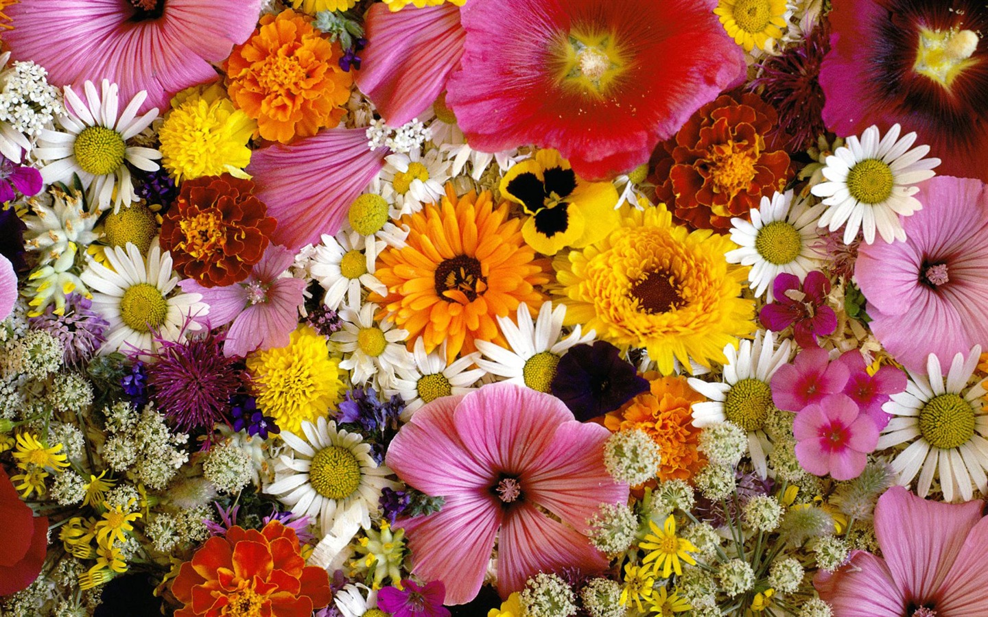 Flowers close-up (4) #3 - 1440x900