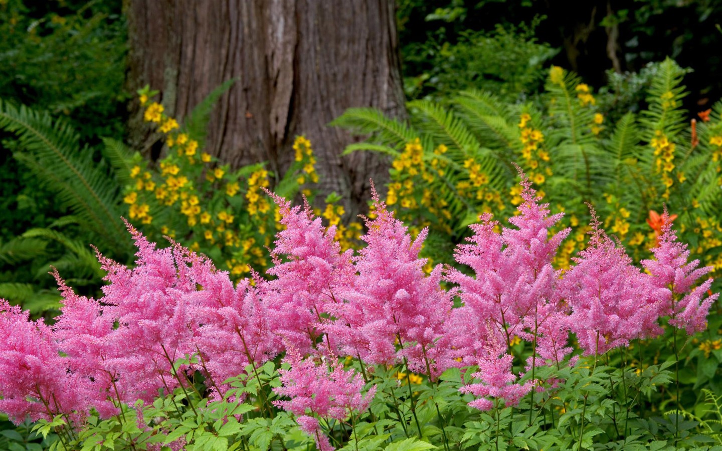 Flowers close-up (4) #9 - 1440x900