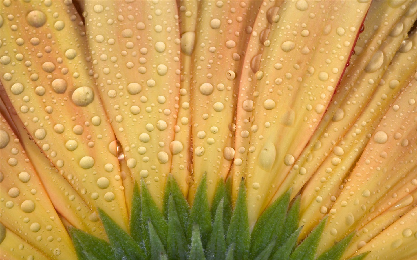 Flowers close-up (4) #18 - 1440x900