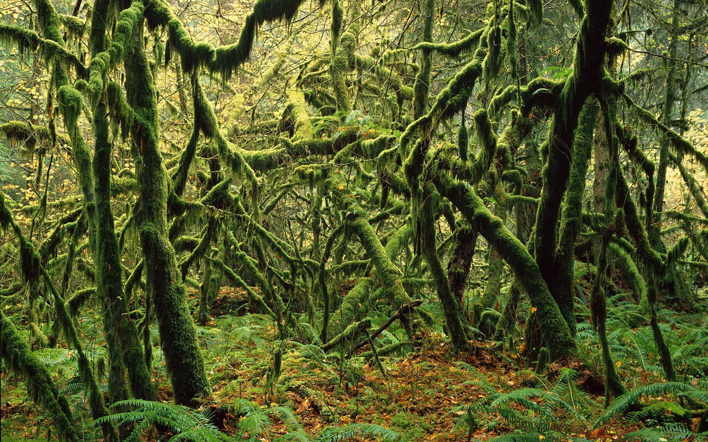 Papel tapiz de árboles forestales #21 - 1440x900