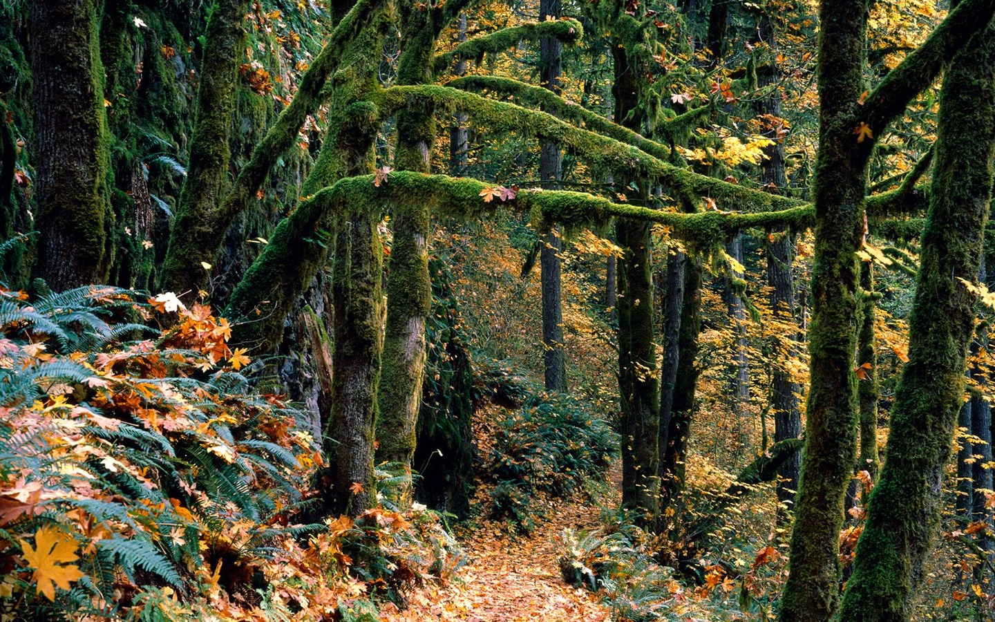 Fond d'écran d'arbres forestiers #22 - 1440x900