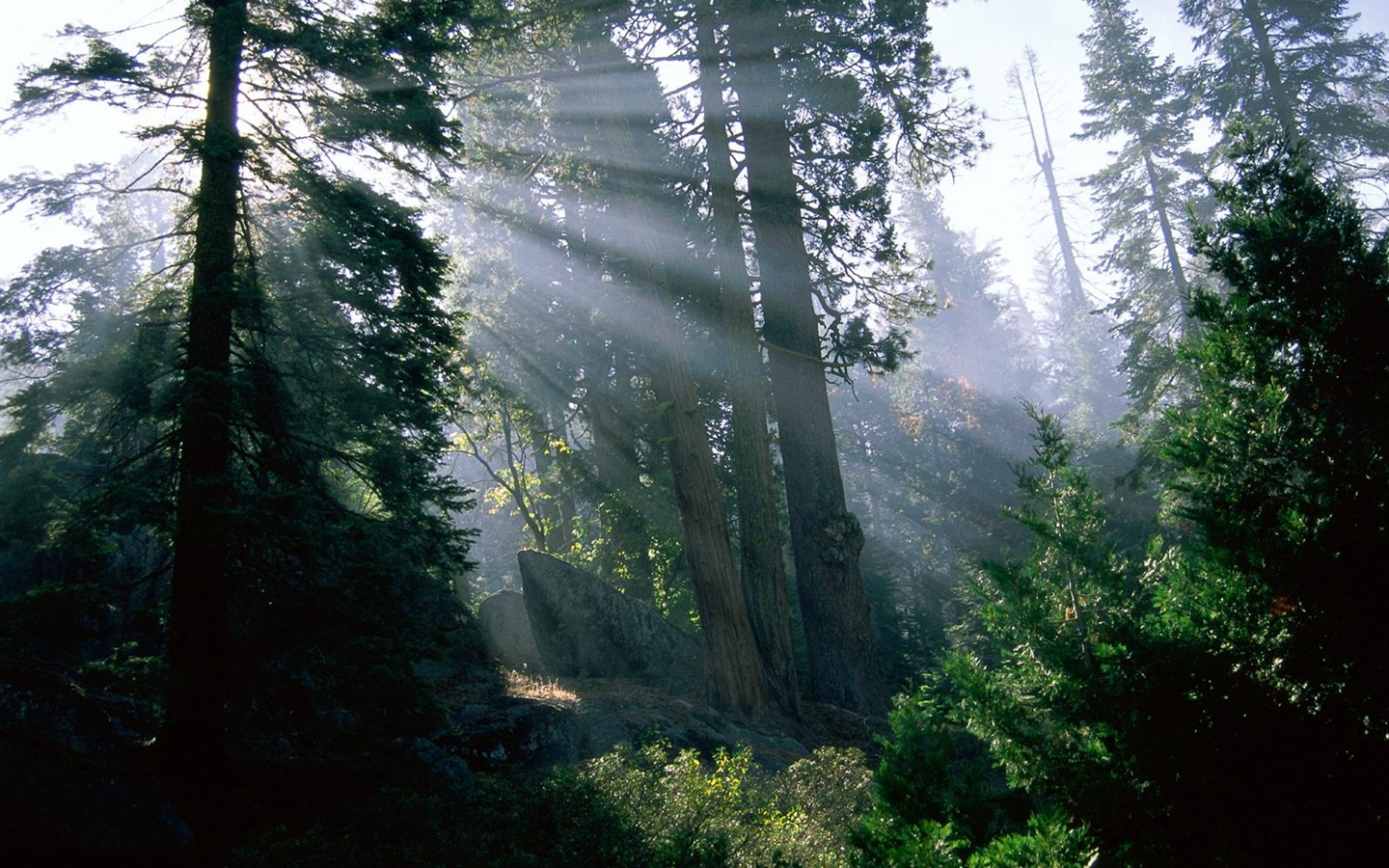 Fond d'écran d'arbres forestiers #24 - 1440x900