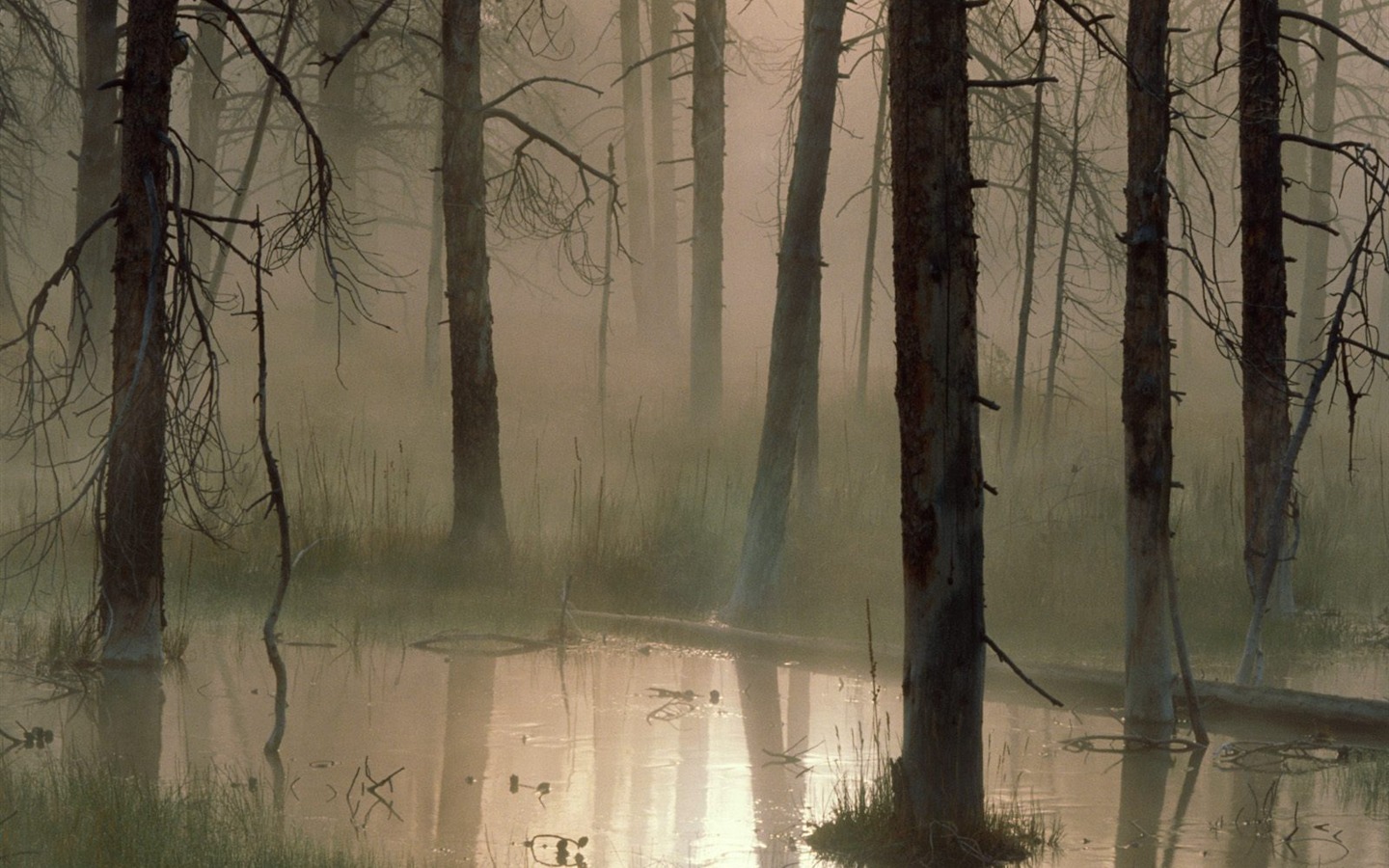 Fond d'écran d'arbres forestiers #30 - 1440x900