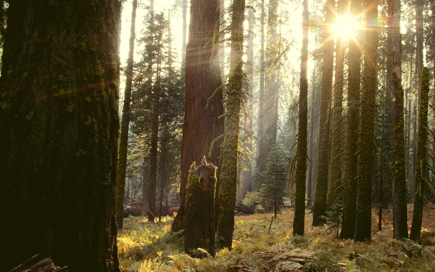 Fond d'écran d'arbres forestiers #32 - 1440x900