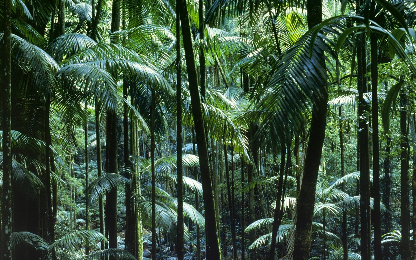 Fond d'écran d'arbres forestiers #34 - 1440x900