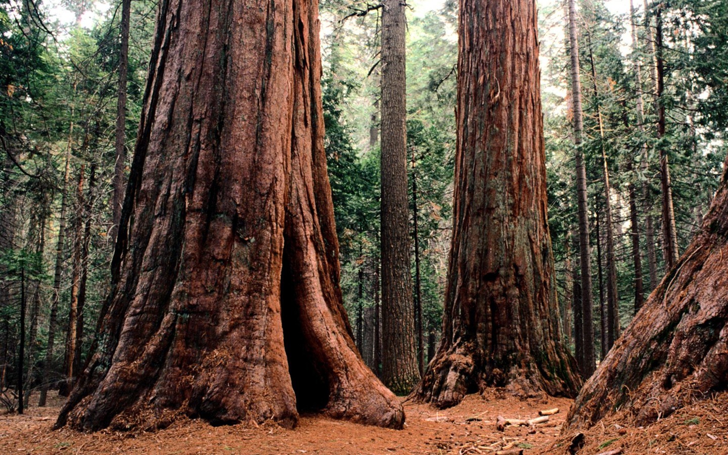 Fond d'écran d'arbres forestiers #35 - 1440x900