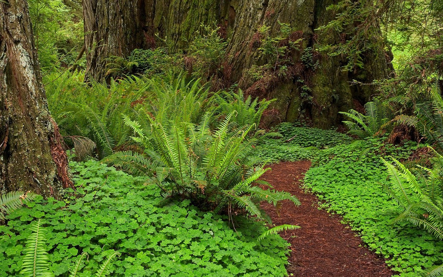 Forest tree wallpaper #39 - 1440x900