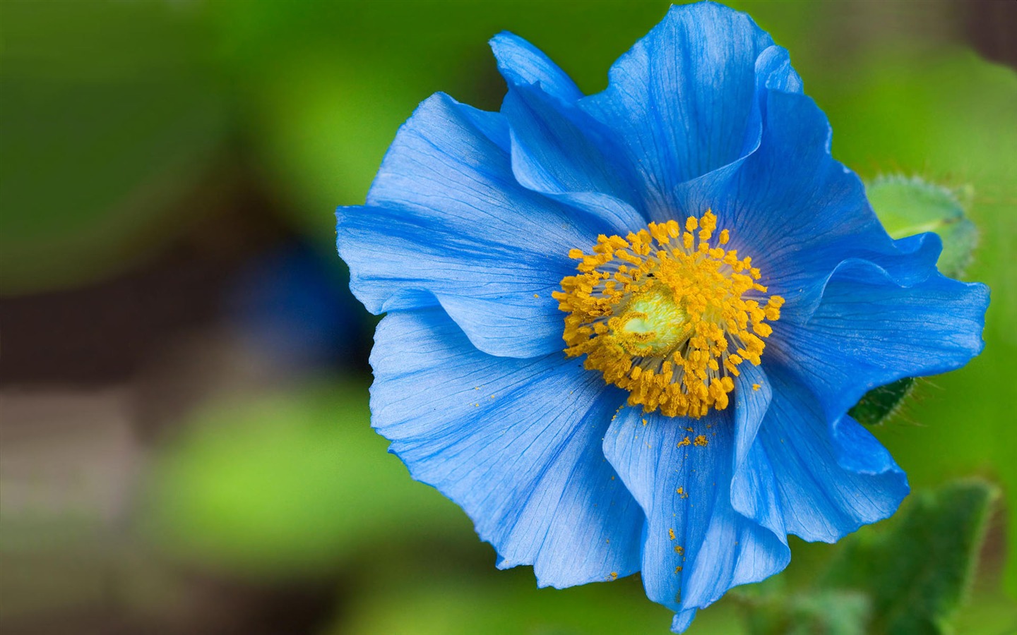 寬屏鮮花特寫壁紙 #3 - 1440x900