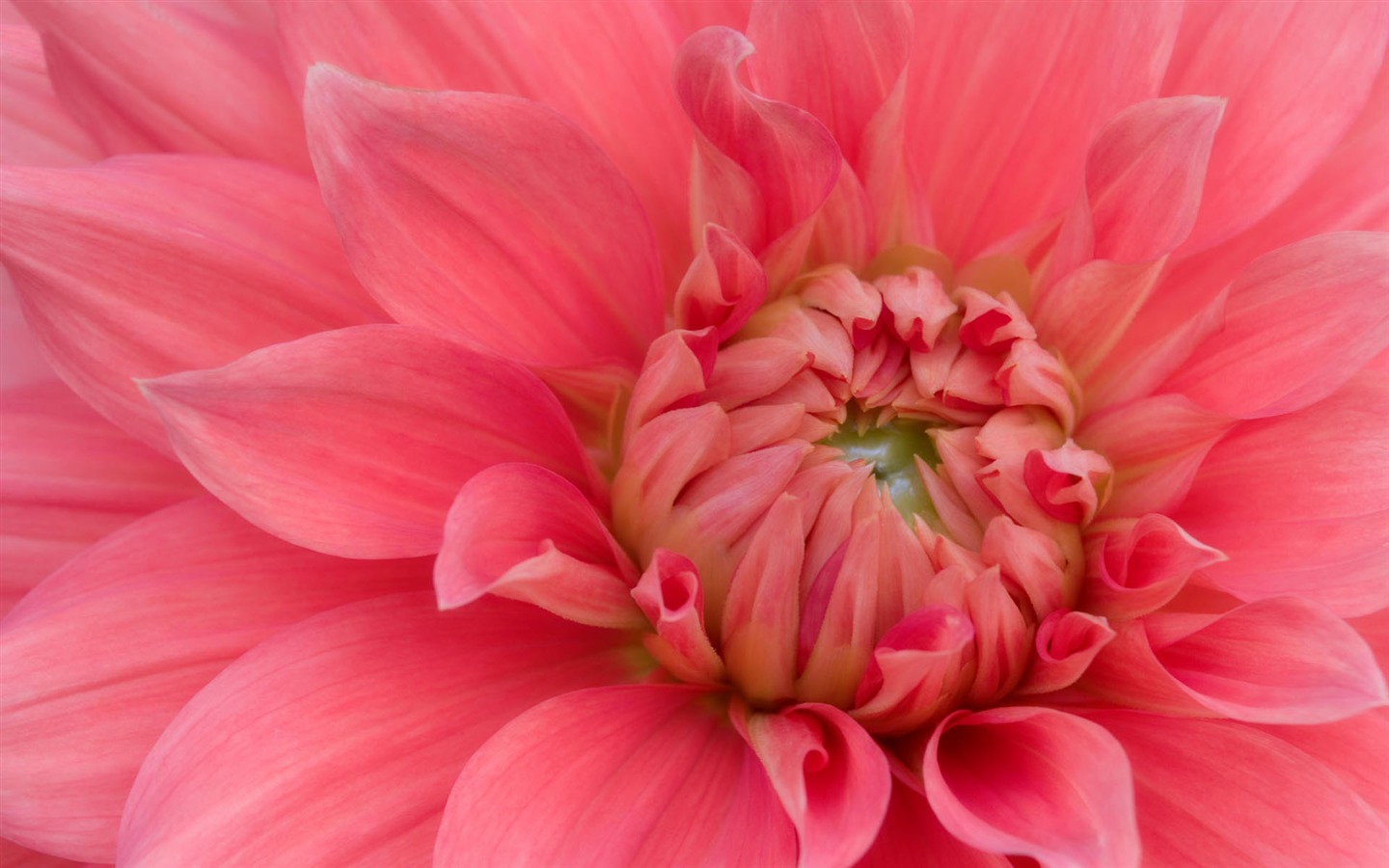 fleurs fond d'écran Widescreen close-up #26 - 1440x900