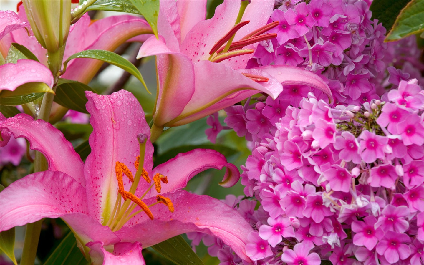 fleurs fond d'écran Widescreen close-up #28 - 1440x900