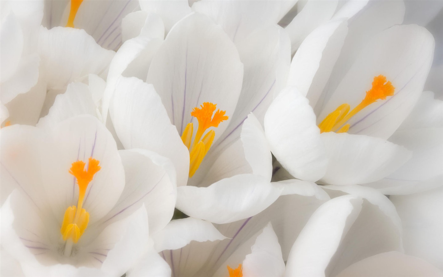 宽屏鲜花特写壁纸34 - 1440x900