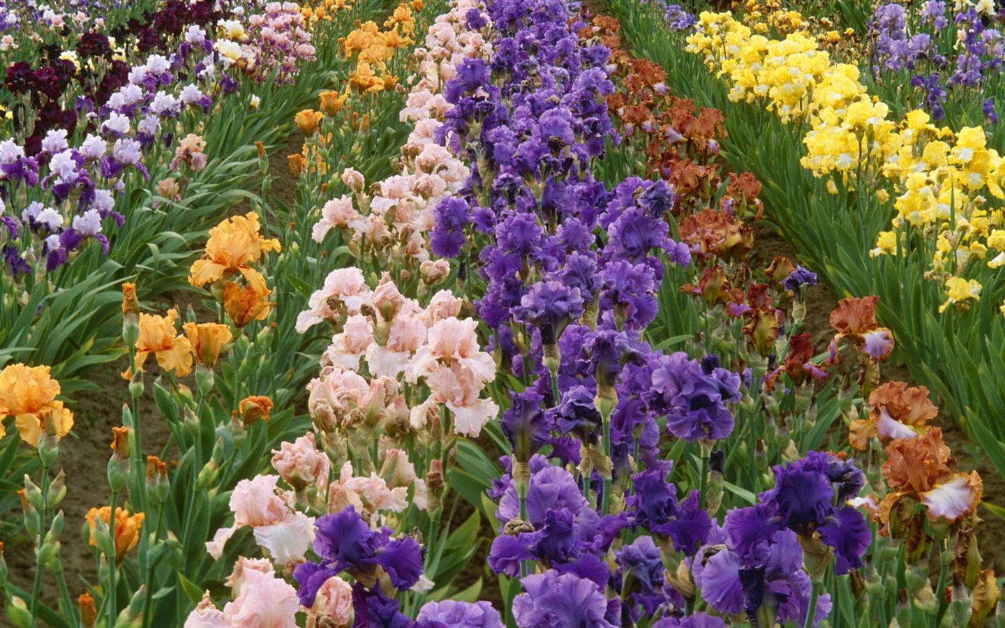 fleurs fond d'écran Widescreen close-up #38 - 1440x900