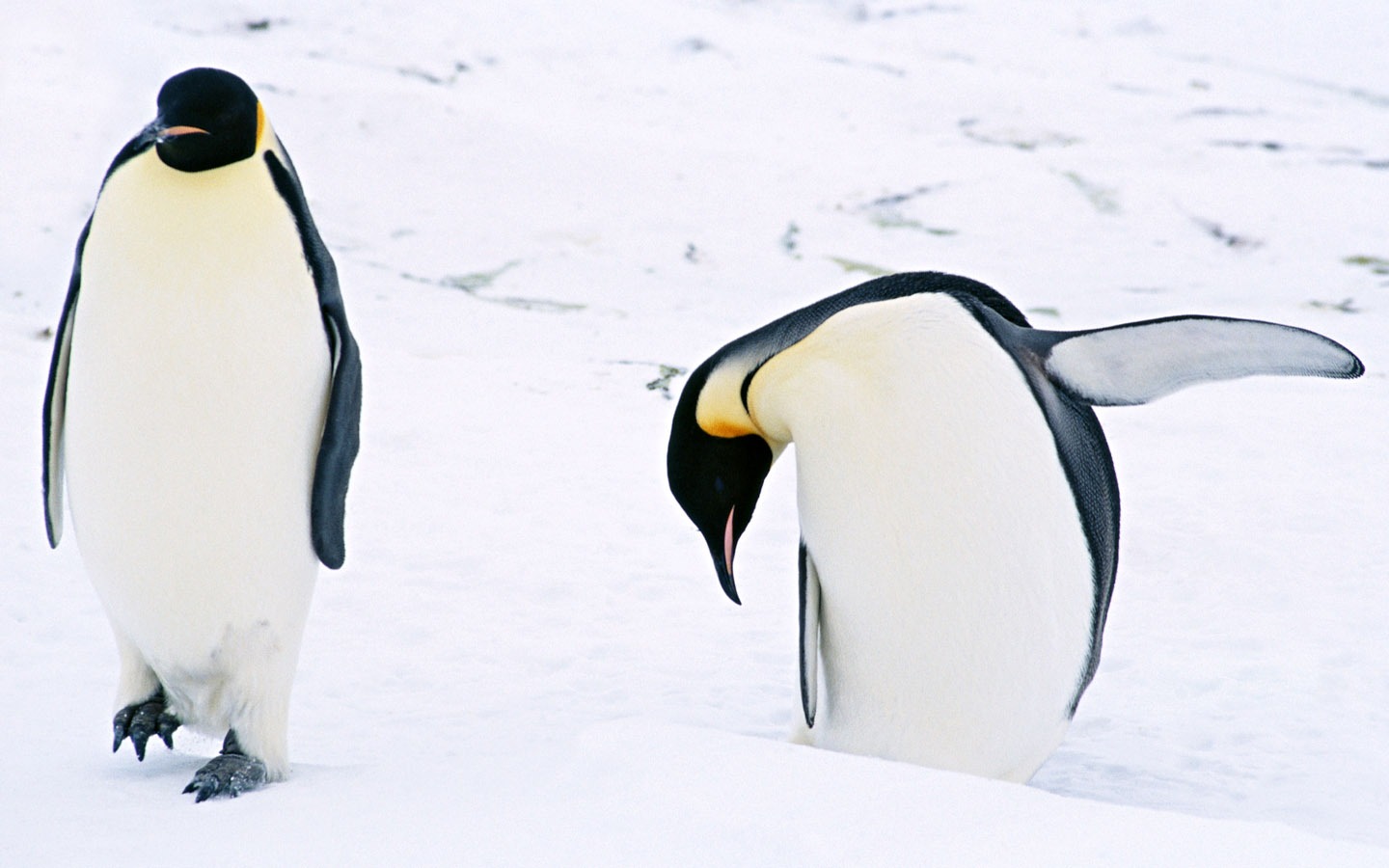 Foto de Animales Fondos de Pingüino #3 - 1440x900