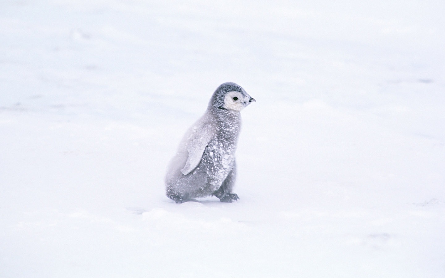 Photo of Penguin Animal Wallpapers #4 - 1440x900