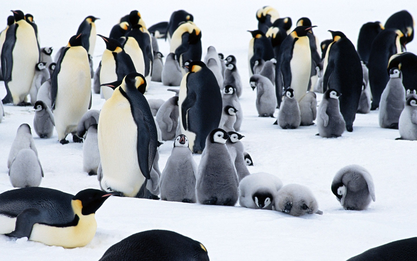 Photo of Penguin Animal Wallpapers #7 - 1440x900