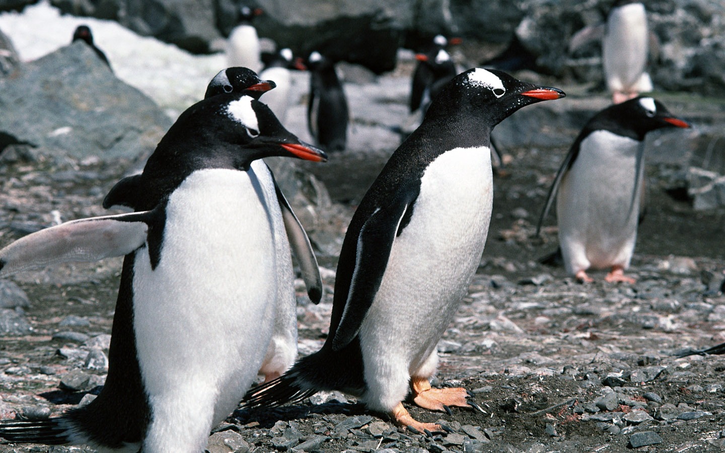 Foto von Penguin Animal Wallpapers #8 - 1440x900