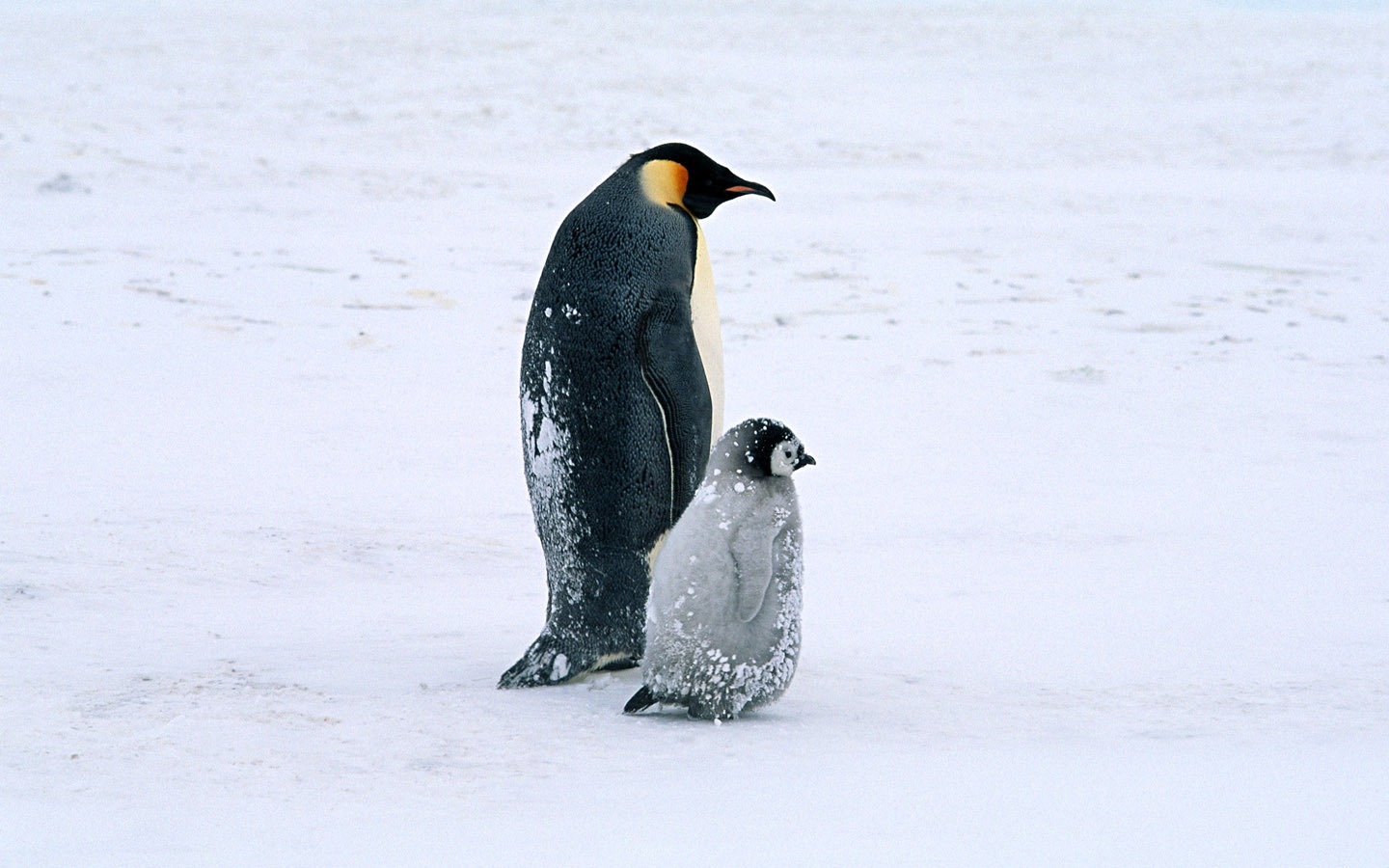 Photo of Penguin Animal Wallpapers #14 - 1440x900