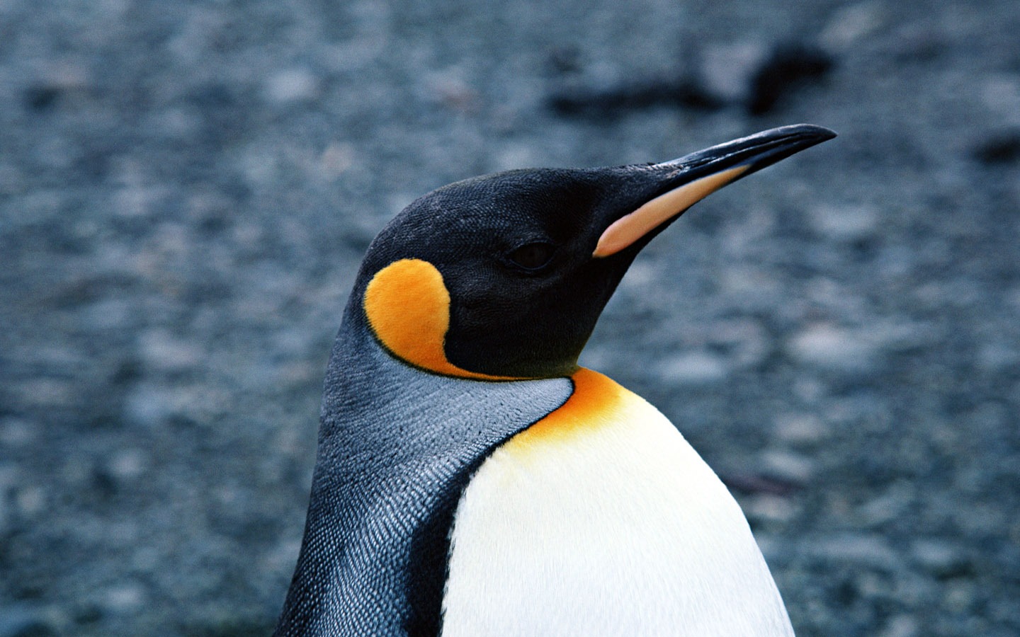 動物寫真壁紙之企鵝 #16 - 1440x900