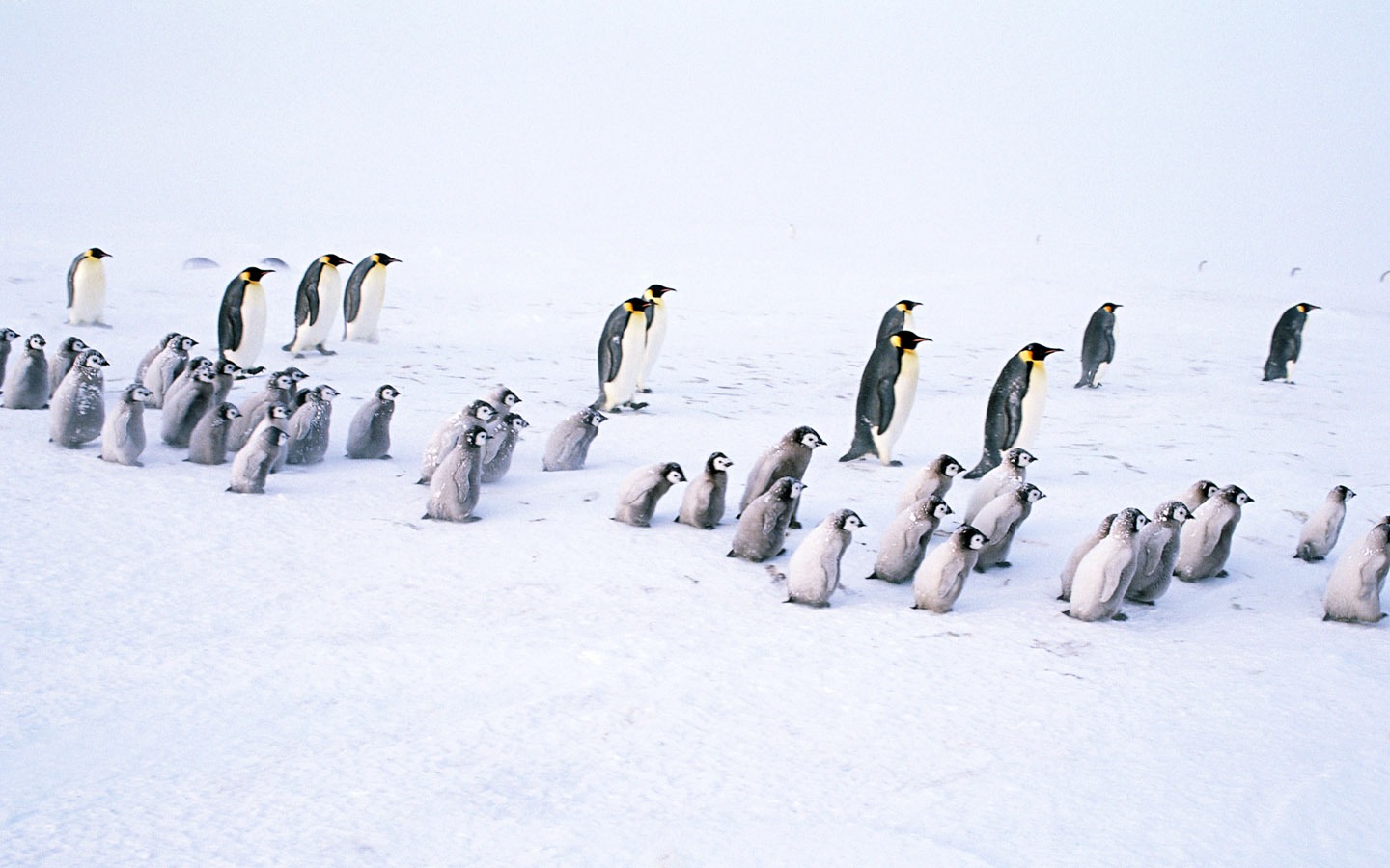 Foto de Animales Fondos de Pingüino #18 - 1440x900