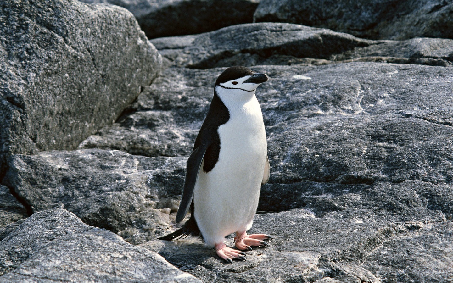 动物写真壁纸之企鹅19 - 1440x900