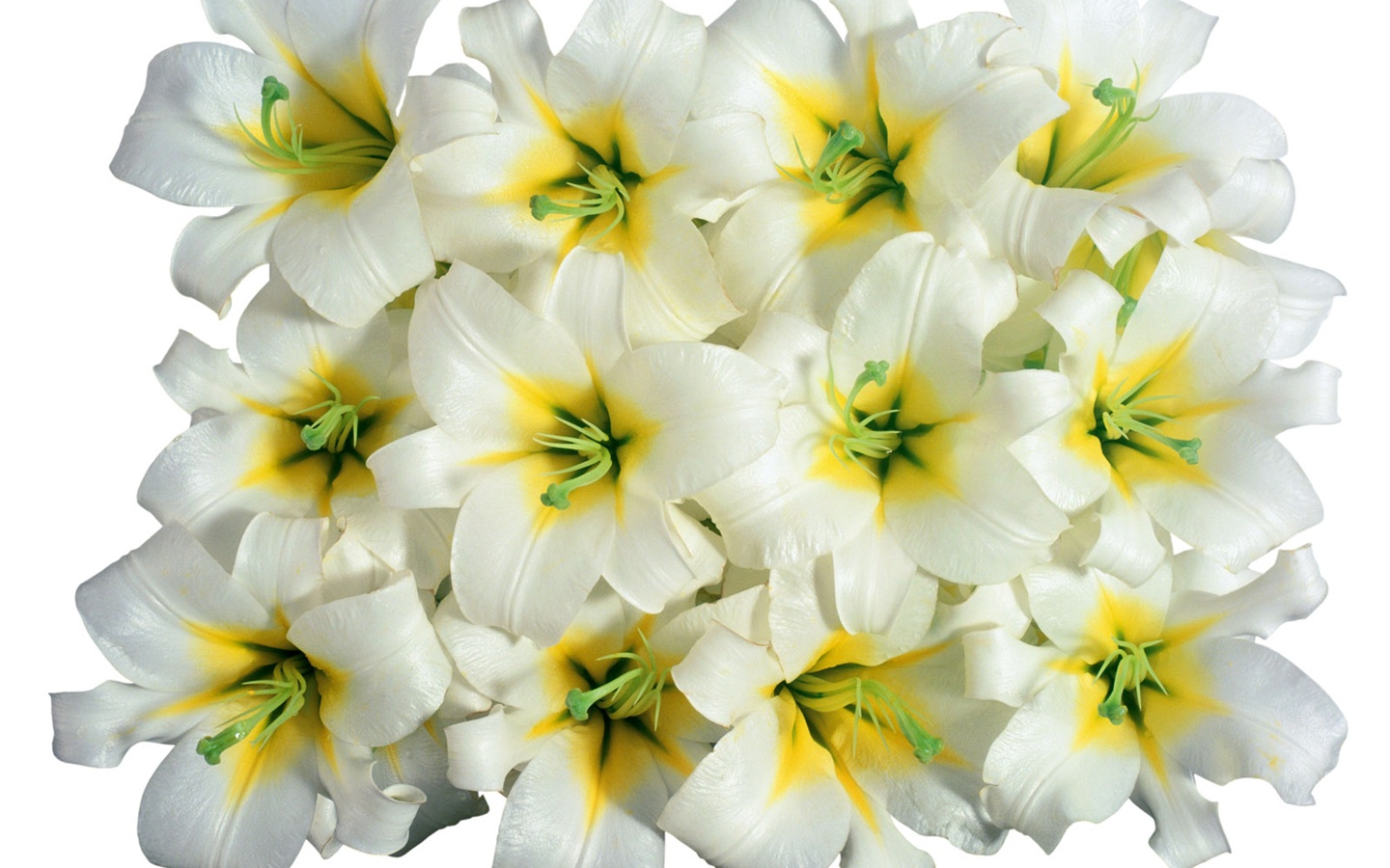 눈같이 흰 꽃 벽지 #3 - 1440x900