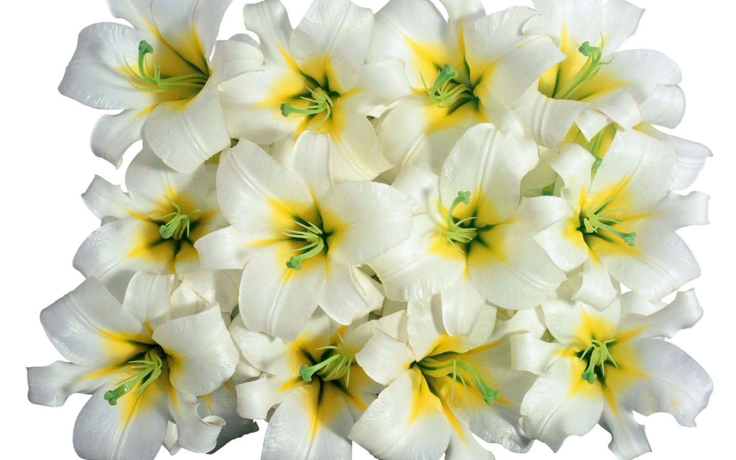 雪白花朵壁紙 #3 - 1440x900
