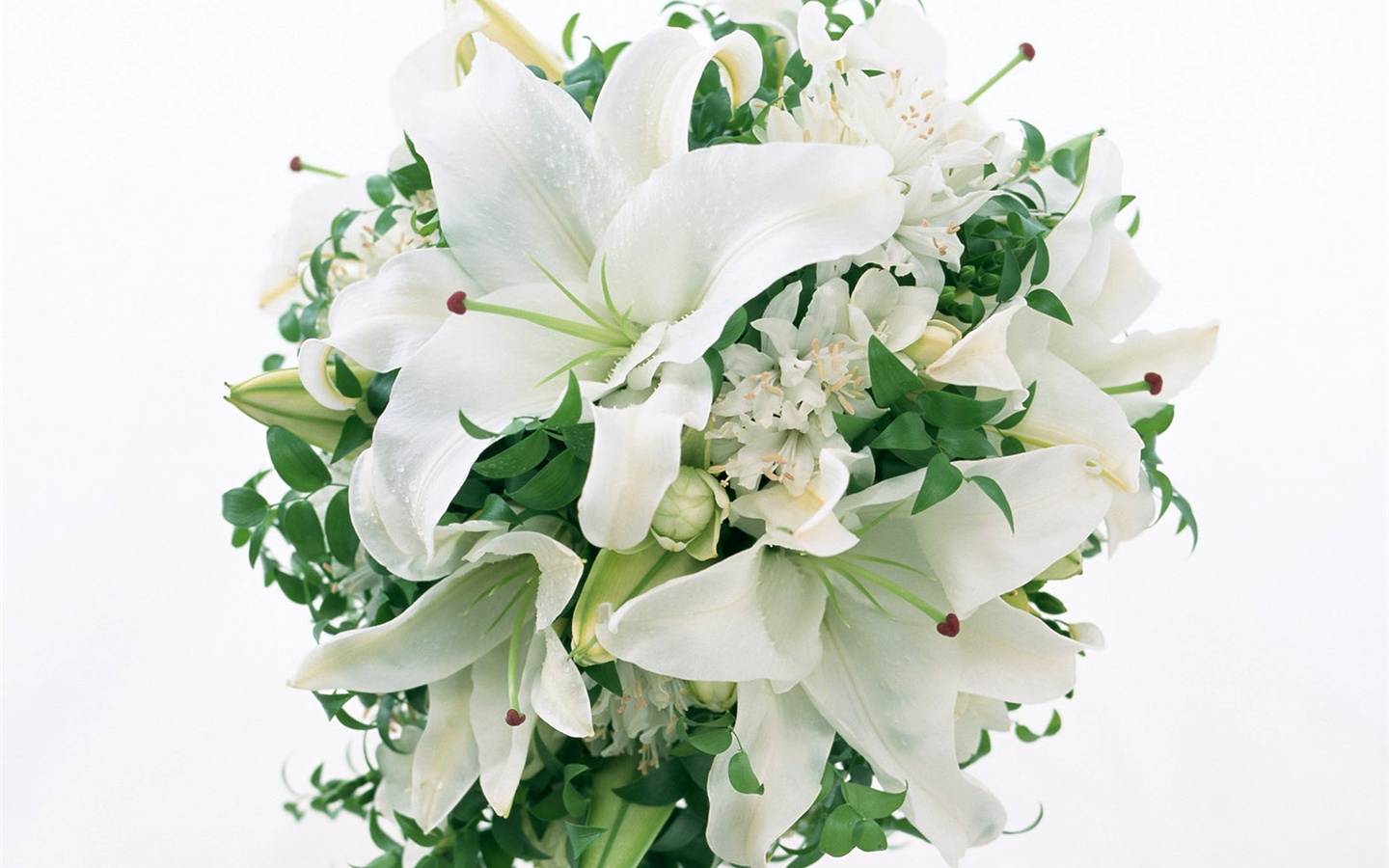 눈같이 흰 꽃 벽지 #5 - 1440x900