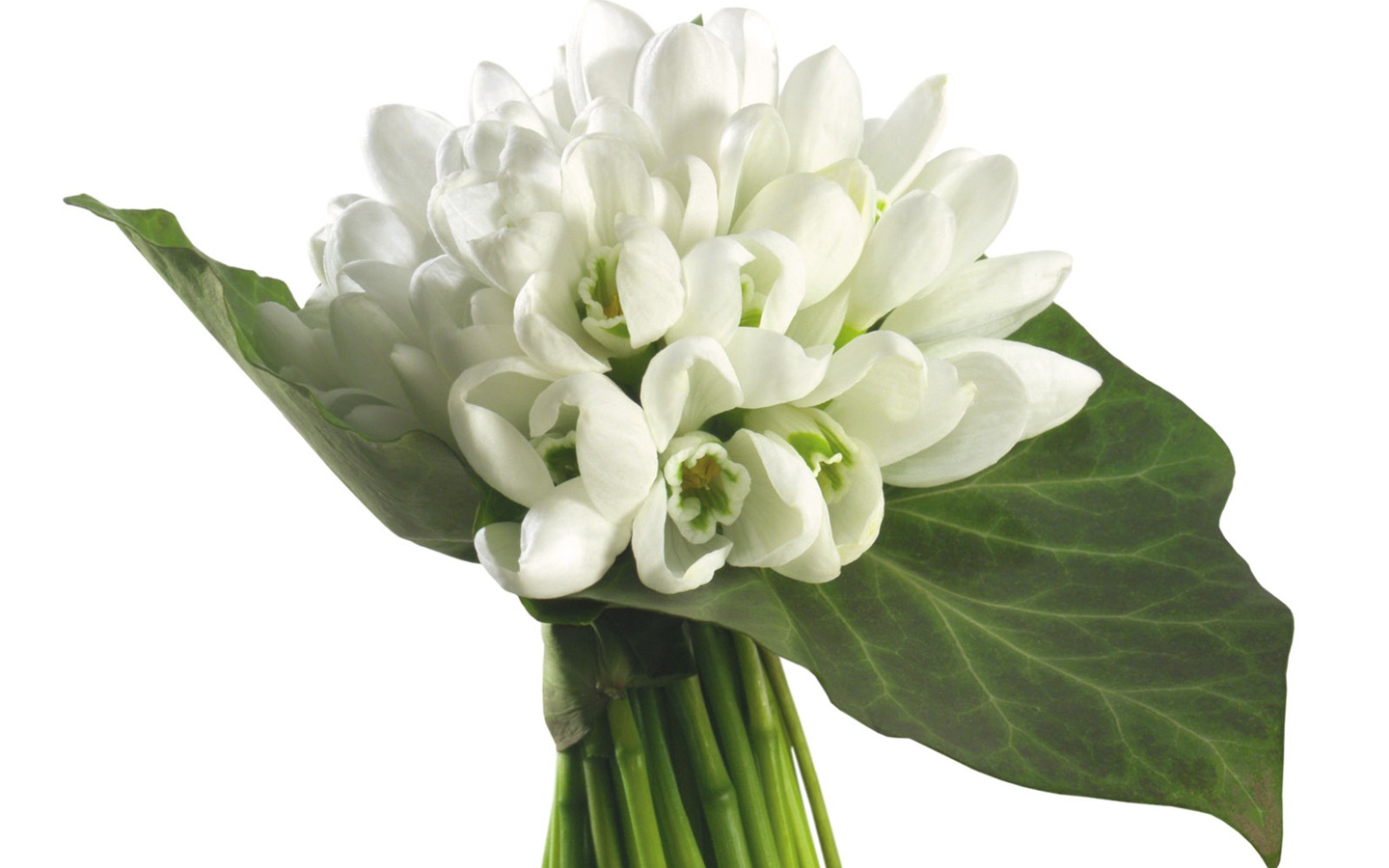 Blanche-Neige fond d'écran fleurs #7 - 1440x900