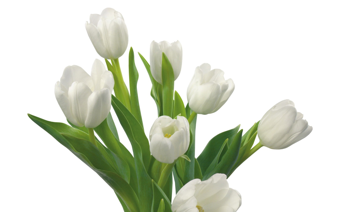 눈같이 흰 꽃 벽지 #11 - 1440x900