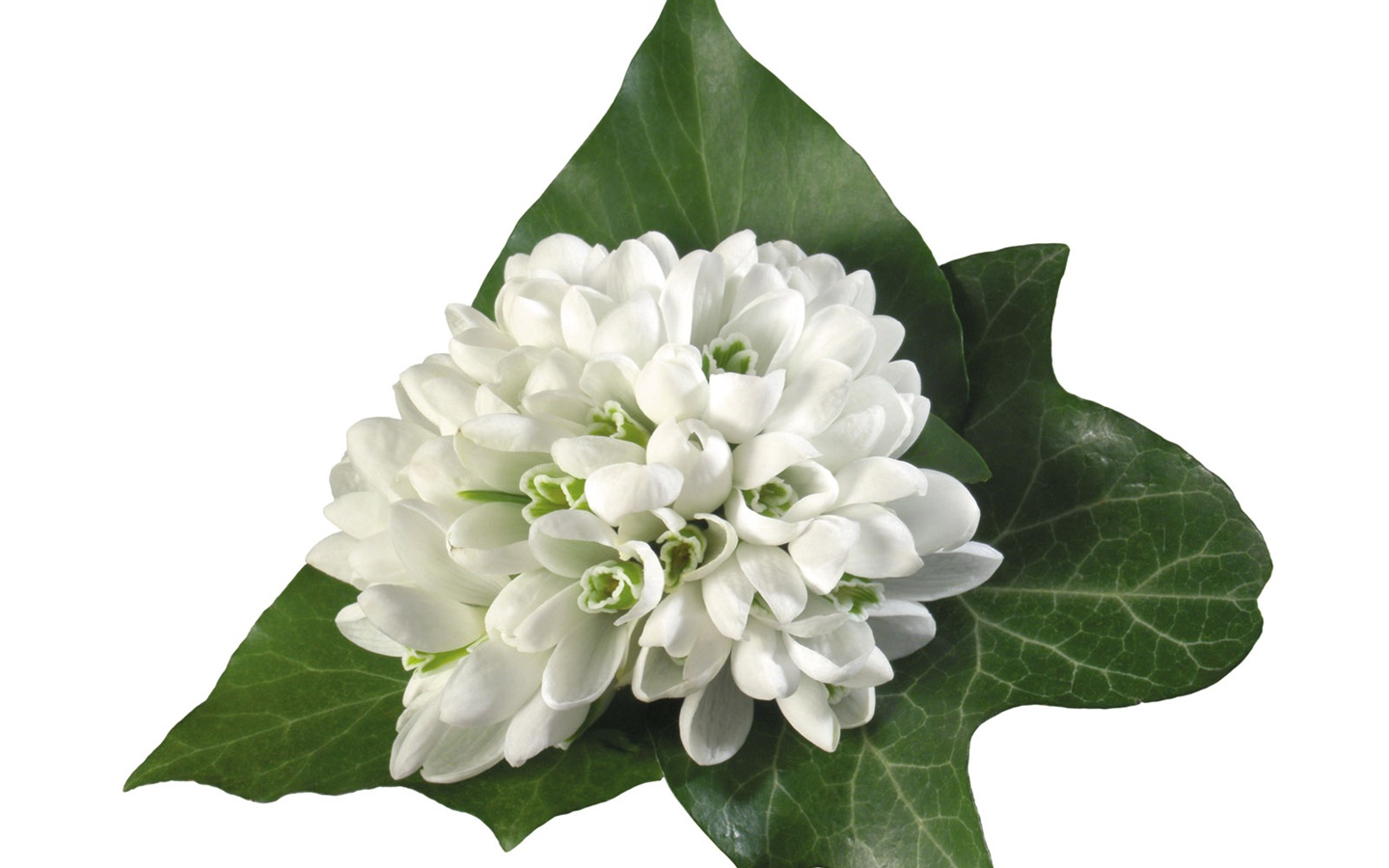 눈같이 흰 꽃 벽지 #15 - 1440x900