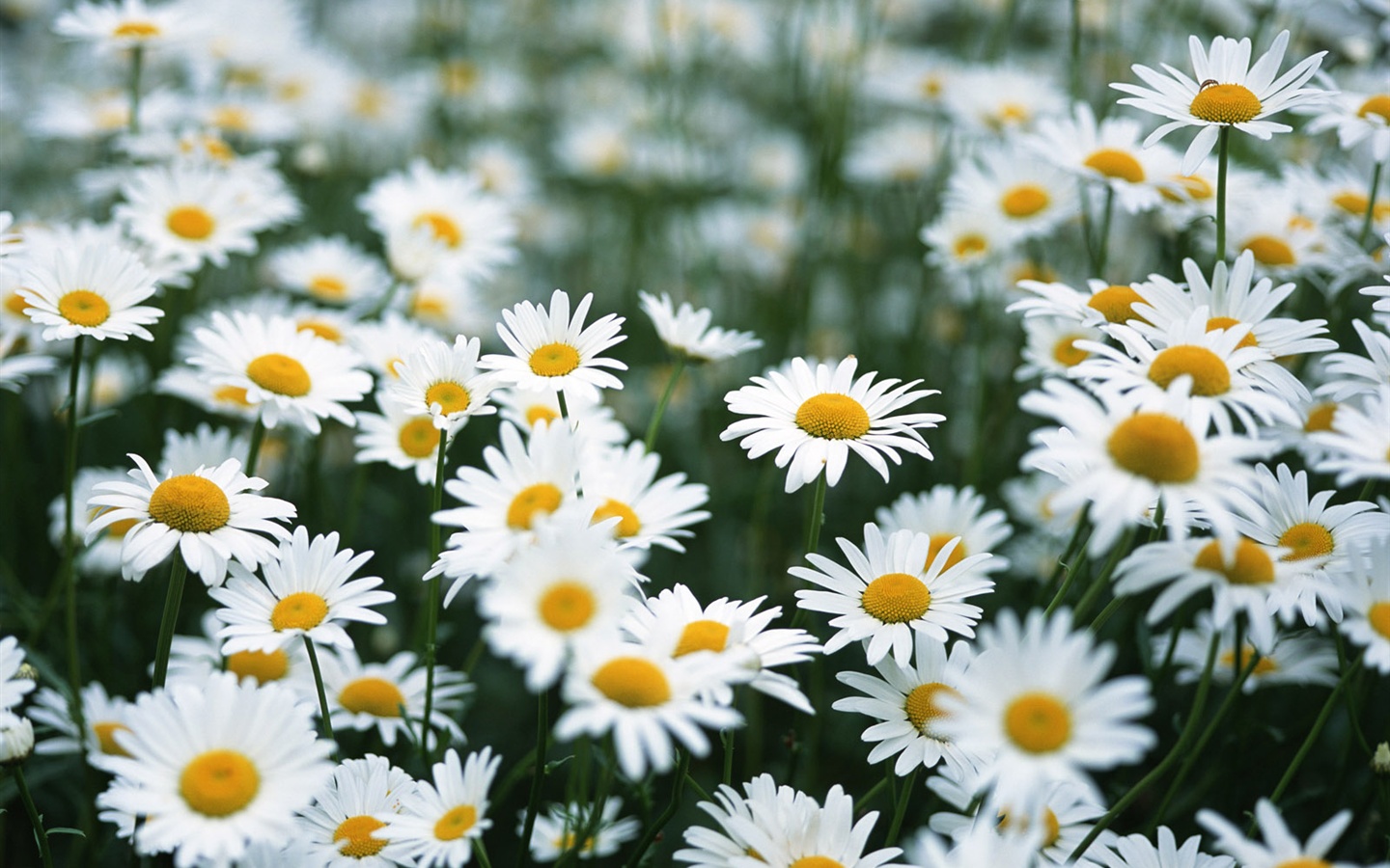 눈같이 흰 꽃 벽지 #17 - 1440x900