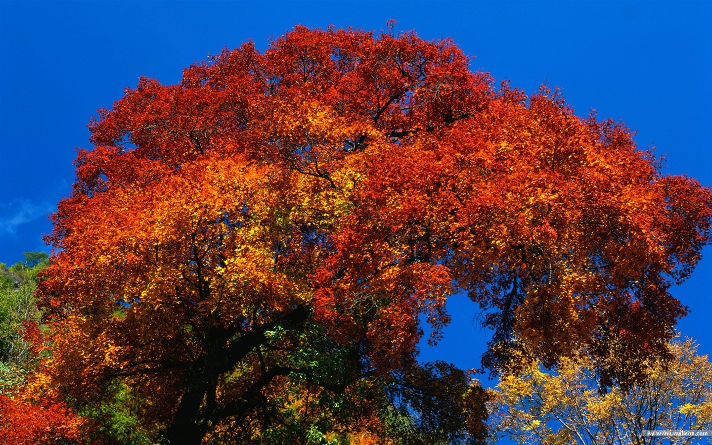 가을 숲 벽지 #3 - 1440x900