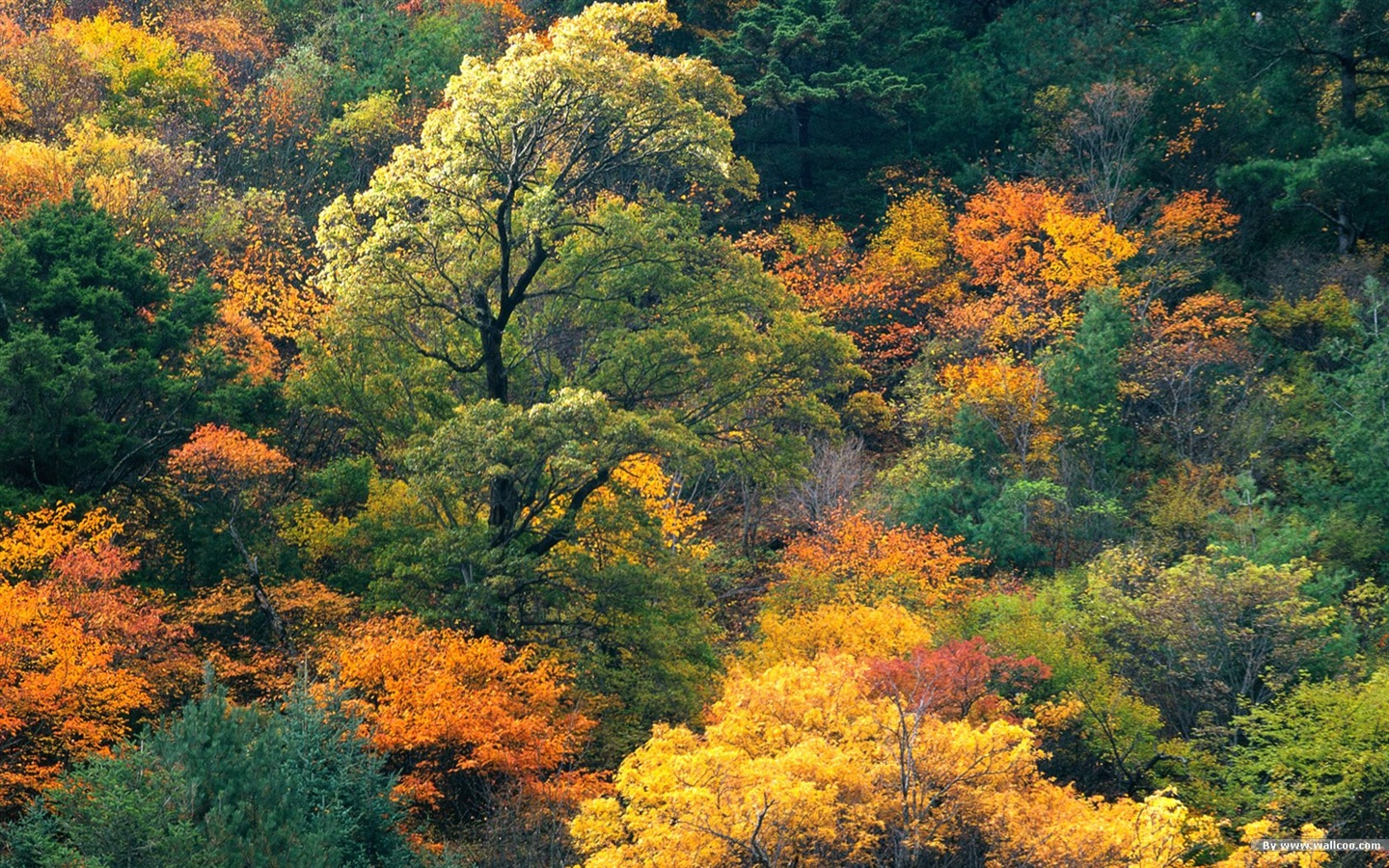 El fondo de pantalla bosque del otoño #4 - 1440x900