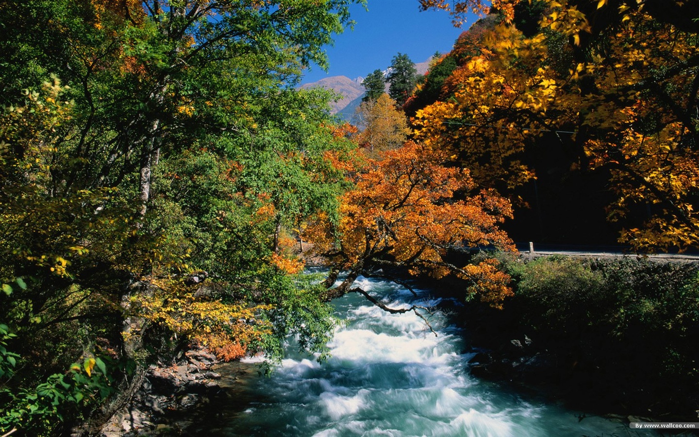 The autumn forest wallpaper #8 - 1440x900