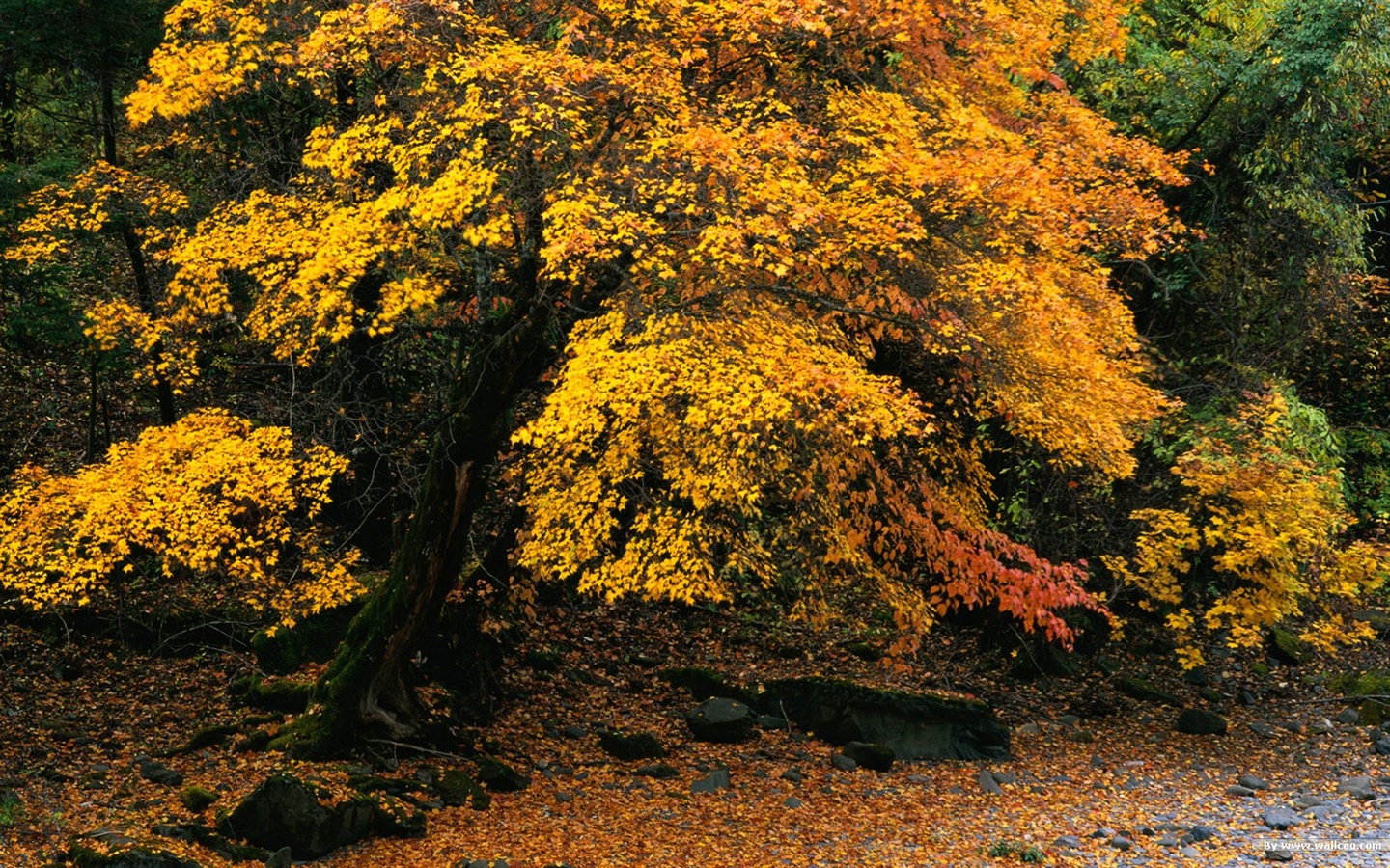 El fondo de pantalla bosque del otoño #9 - 1440x900