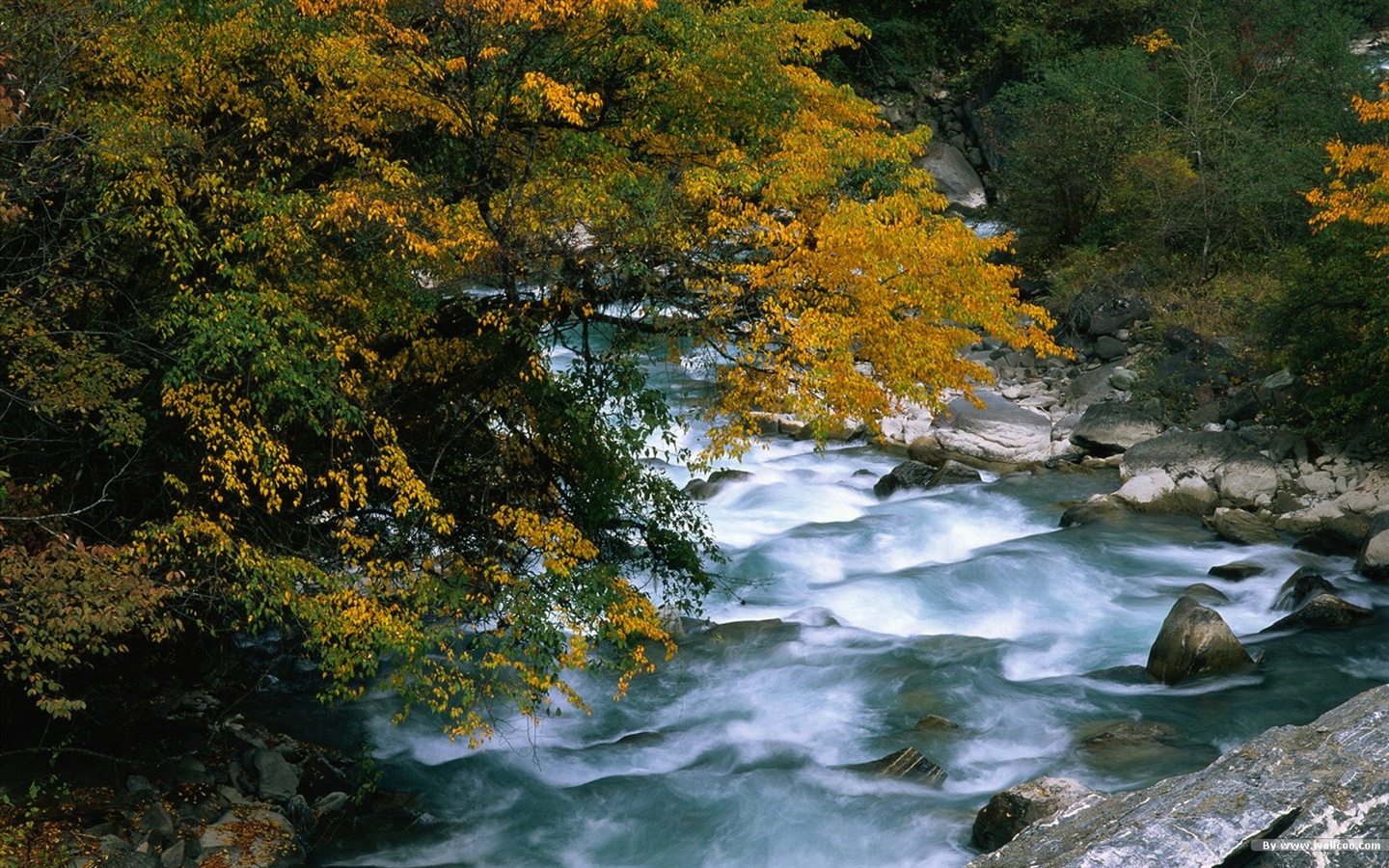 The autumn forest wallpaper #16 - 1440x900