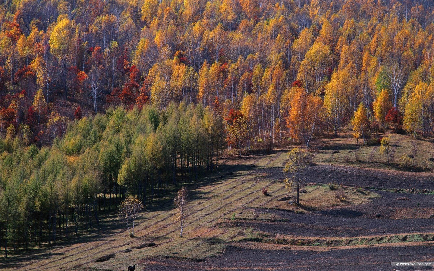 El fondo de pantalla bosque del otoño #23 - 1440x900