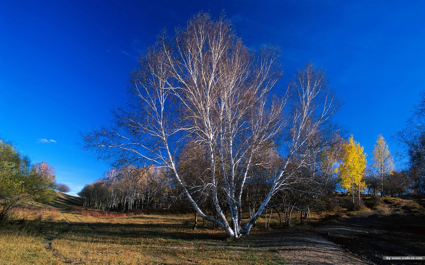 El fondo de pantalla bosque del otoño #38 - 1440x900