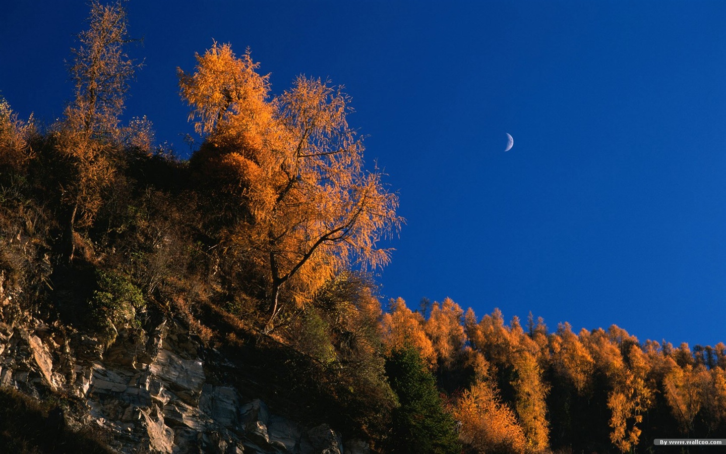El fondo de pantalla bosque del otoño #40 - 1440x900