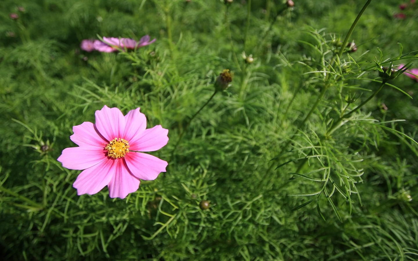 Enivrantes fleurs fond d'écran #12 - 1440x900