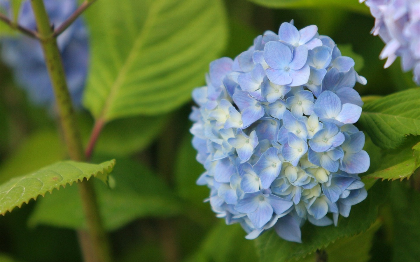 Enivrantes fleurs fond d'écran #16 - 1440x900