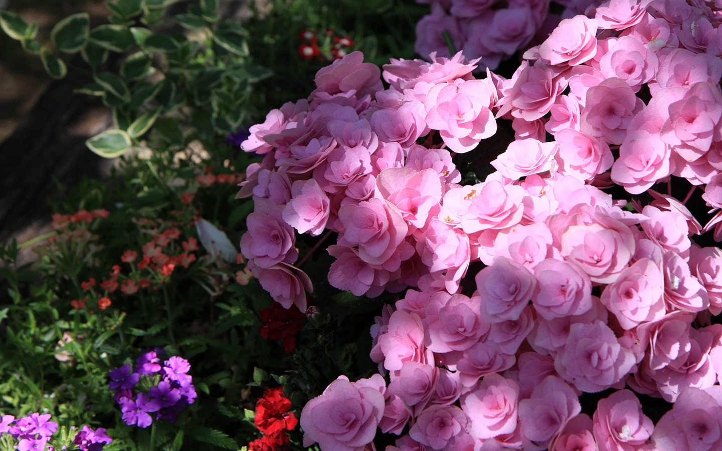 令人陶醉的鮮花壁紙 #19 - 1440x900