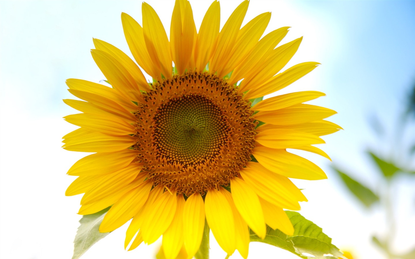 Sunny sunflower photo HD Wallpapers #5 - 1440x900