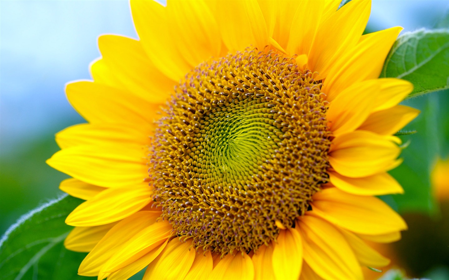 Soleado foto de girasol HD Wallpapers #7 - 1440x900