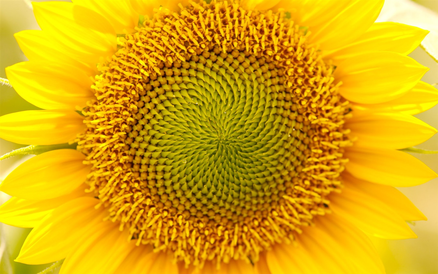 陽光 葵花寫真高清壁紙 #11 - 1440x900